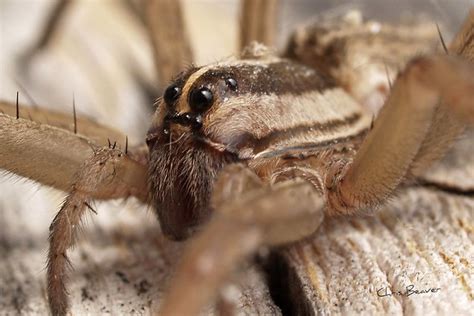 Wolf spider eyes | Flickr - Photo Sharing!