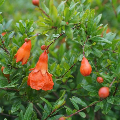 Dwarf Pomegranate Tree | Plant Addicts