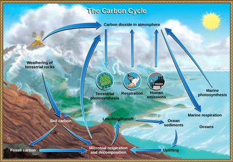 20.3: The Carbon Cycle - Biology LibreTexts