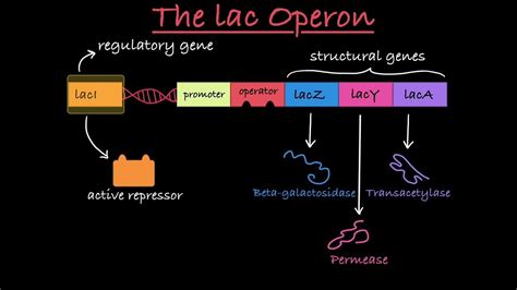 Genetics Part 15 (Lac Operon)#NEET #NCERT #BIOLOGY - YouTube