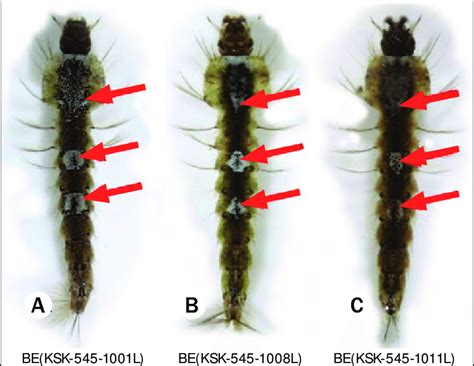 Mosquito larvae of Anopheles belenrae, dorsal view, showing waxy ...