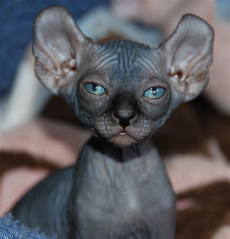 Sphynx : Biological Science Picture Directory – Pulpbits.net