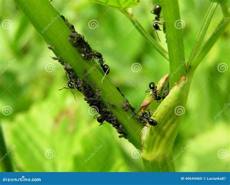 Ants Eat Aphids Stock Photo - Image: 40644460