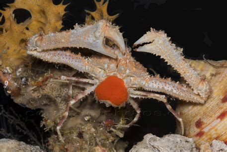 Deep Sea Crab found by Smithsonian Scientists