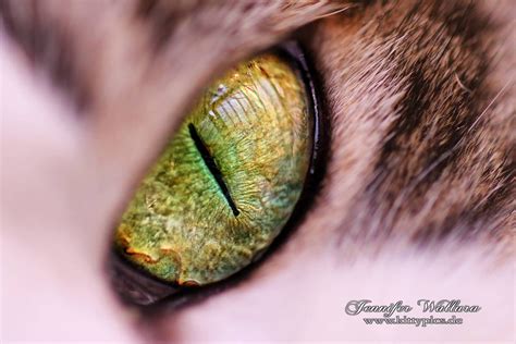 cat eye close up by JenniferWallura on DeviantArt | Eye close up, Close ...