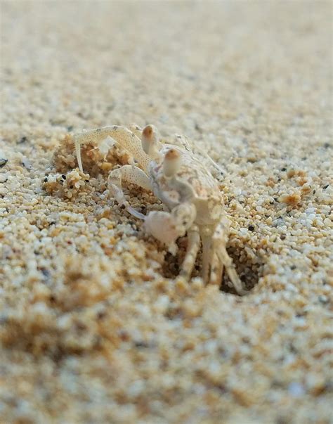 Beautiful sand crab these guys are very small and very hard to take ...