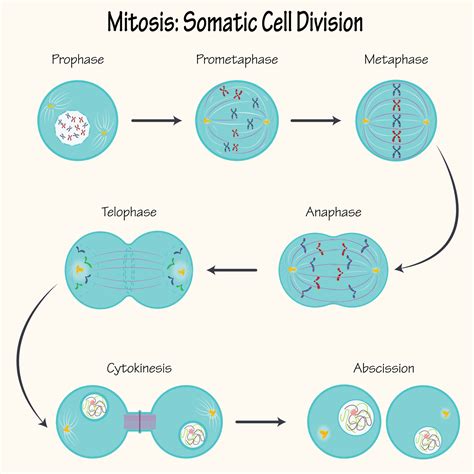 Mitosis Somatic Cell Division 6998578 Vector Art at Vecteezy