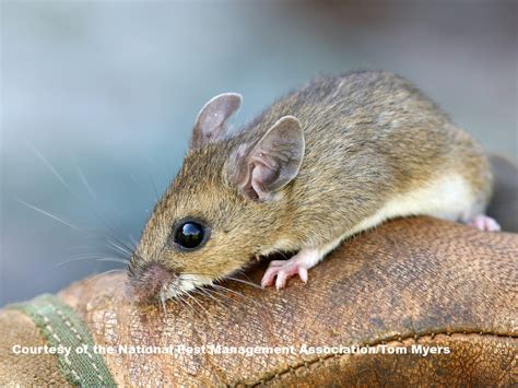 Common Types of Rodents - Different Rodent Types