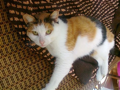 Calico cat - Wikipedia