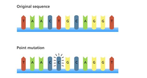 What types of mutation are there? | Facts | yourgenome.org