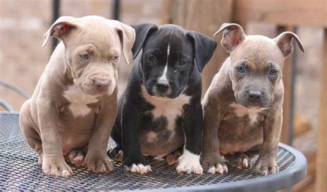 American Pit Bull Puppies: Care, Feeding, Education Pets Feed