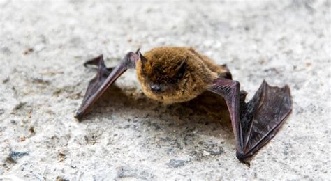 Common Pipistrelle Bat | Heart of England Forest