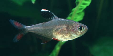 Tetra Fish: Characteristics, types, habitats , care and more