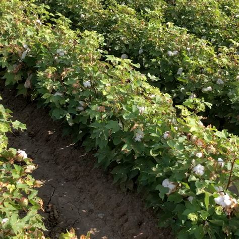 How Cotton Goes From Field To Feed & Fiber - Whole Cottonseed