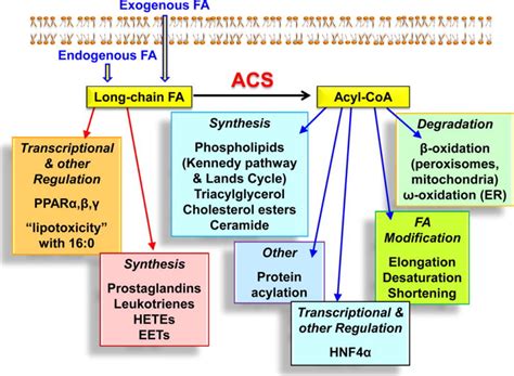 Acyl-CoA metabolism and partitioning. - Abstract - Europe PMC