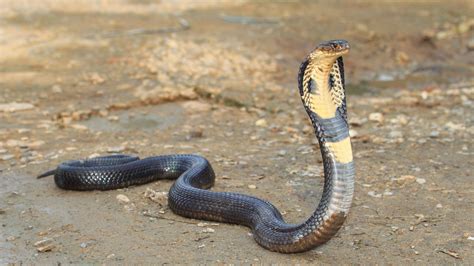 Deadly king cobra snake on the loose after escaping home in Orlando ...