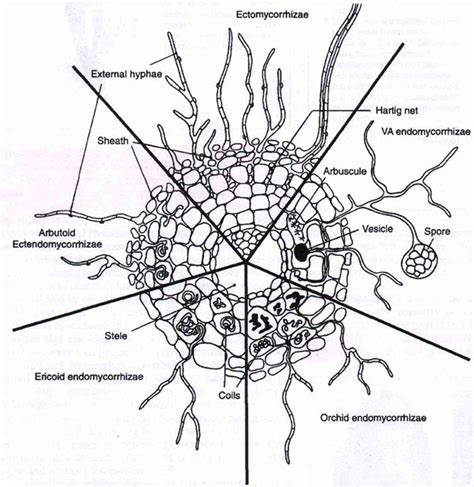 16 best Mycorrhiza images on Pinterest | Fungi, Botanical drawings and ...