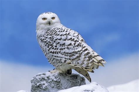 Snowy Owl Facts – Frozen Mountain Photography