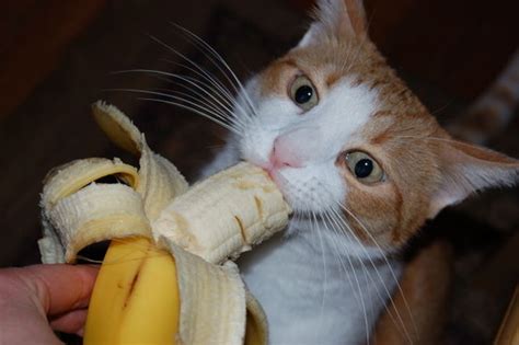 12 Images Showing Cats Chomping Down Food of Their Owners – Dimple Jaws