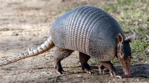 Armadillo | Wild Life World