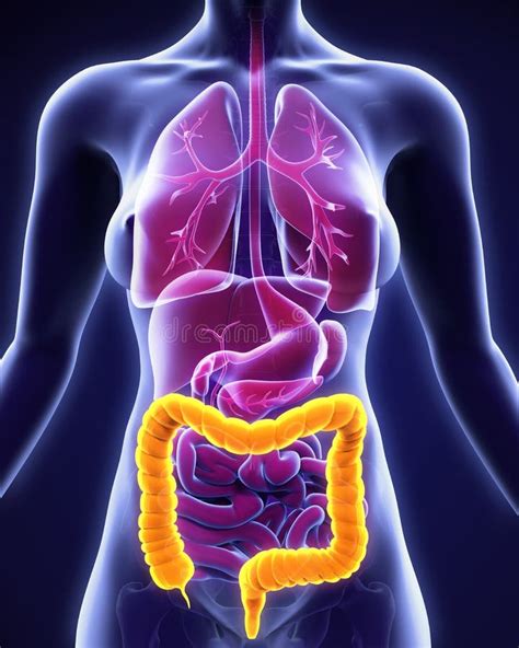 Human colon stock illustration. Illustration of cancer - 5498871