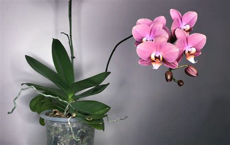 The Beginner's Guide to Keeping Your Phalaenopsis Orchid Alive and Blooming