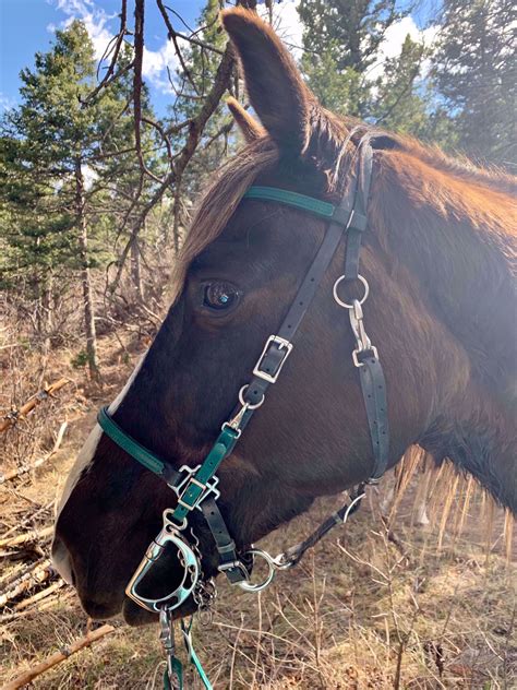 Moss Rock Endurance-Halter Bridle with Bit Hangers