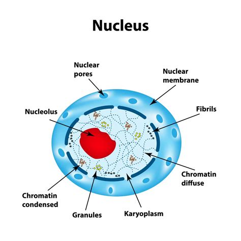 Short Note on Nucleus - CBSE Class Notes Online - Classnotes123