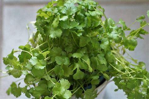 How to Grow Cilantro Indoors - Gardening Channel