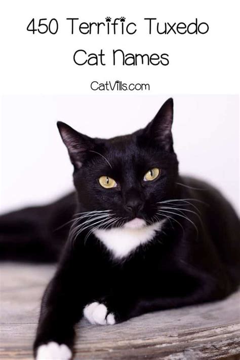 450 Unique And Trending Tuxedo Cat Names For Male & Female