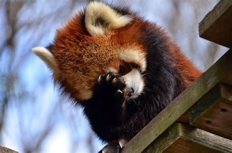 I've made a huge mistake | Red panda, Cute animals, Cute little animals