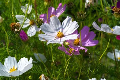 Cosmos Flower: Types, How To Grow and Care | Florgeous