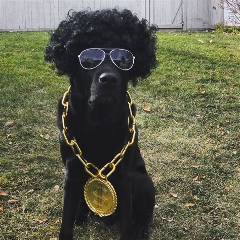 Dog Halloween costume. Rapper. Mix tape. Money chain. Cute. Puppy ...