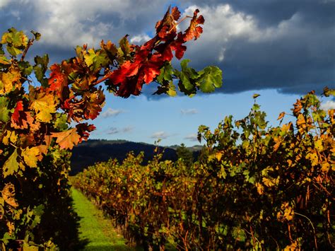 Fall in Napa Valley - (www.JessicaEmery.com) | Napa valley, Wine ...