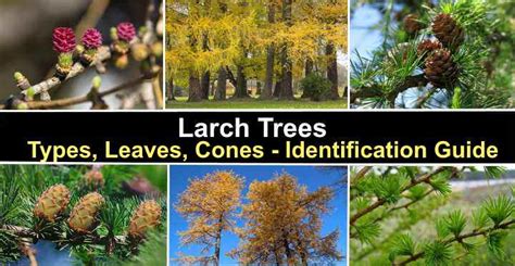 Larch Trees: Types, Leaves, Cones Identification Guide, 40% OFF