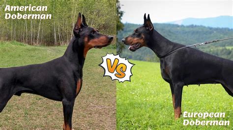 American vs. European Doberman: An In-Depth Comparison