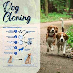 How does dog cloning work? | Gemini Genetics