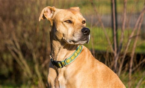 The Labrabull: Labrador Retriever x American Pit Bull Terrier Mix