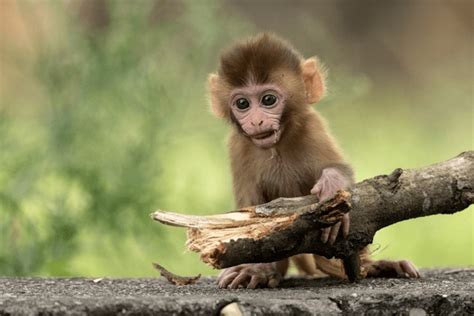 155,855 Baby Monkey Royalty-Free Images, Stock Photos & Pictures ...