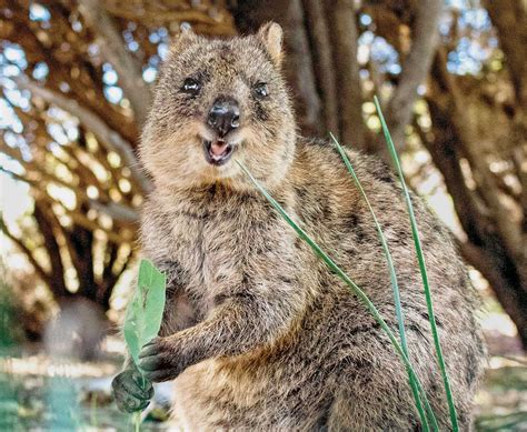 Quokka Pet