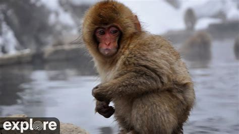 Cute Baby Snow Monkeys in Japan! - YouTube