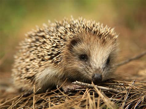 Somali Hedgehog Profile: Traits, Facts, Habitat, Diet, Ecology - Mammal Age