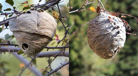 Hornets vs. Yellowjackets: How to Tell These Two Wasps Apart