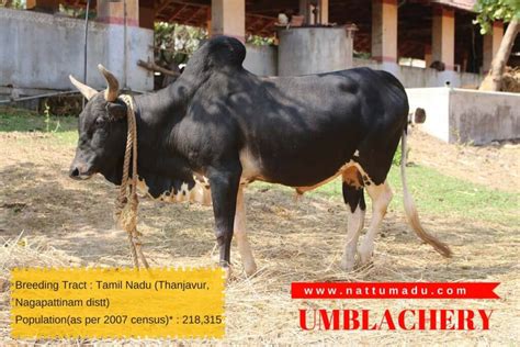 List of Bos Indicus Breeds - (Zebu Breed) - Native Breed.org