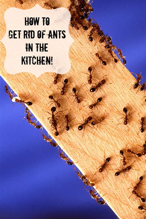 How to Get Rid of Ants in the Kitchen | Get rid of ants, Rid of ants ...