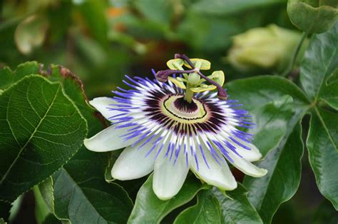 10 of The Best Easy Exotic Plants for British Gardens | STIHL Blog