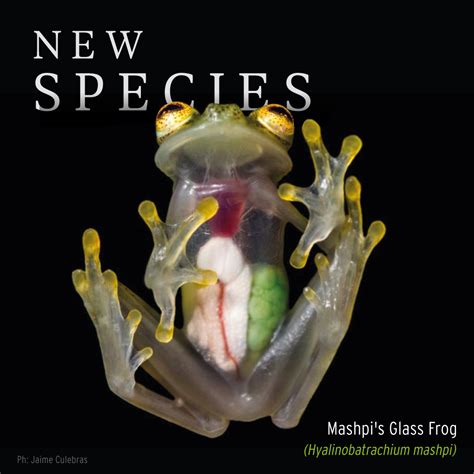 A New Species of Glass Frog to Add to Mashpi’s Collection - Fundación ...