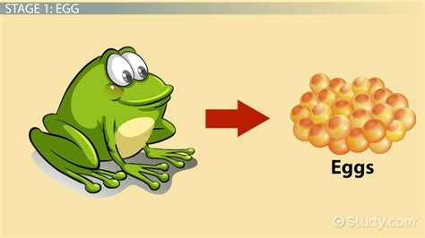 Life Cycle of a Toad: Lesson for Kids - Lesson | Study.com