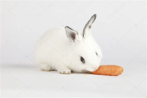 Cute bunny eating — Stock Photo © IgooAna #5351386