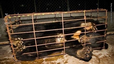 Petition · Chinese government: Get Bear Bile Farming Banned in China ...